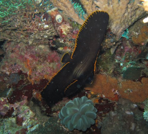Juvenile Batfish